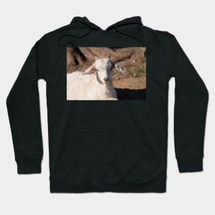 White Kid Goat Hoodie